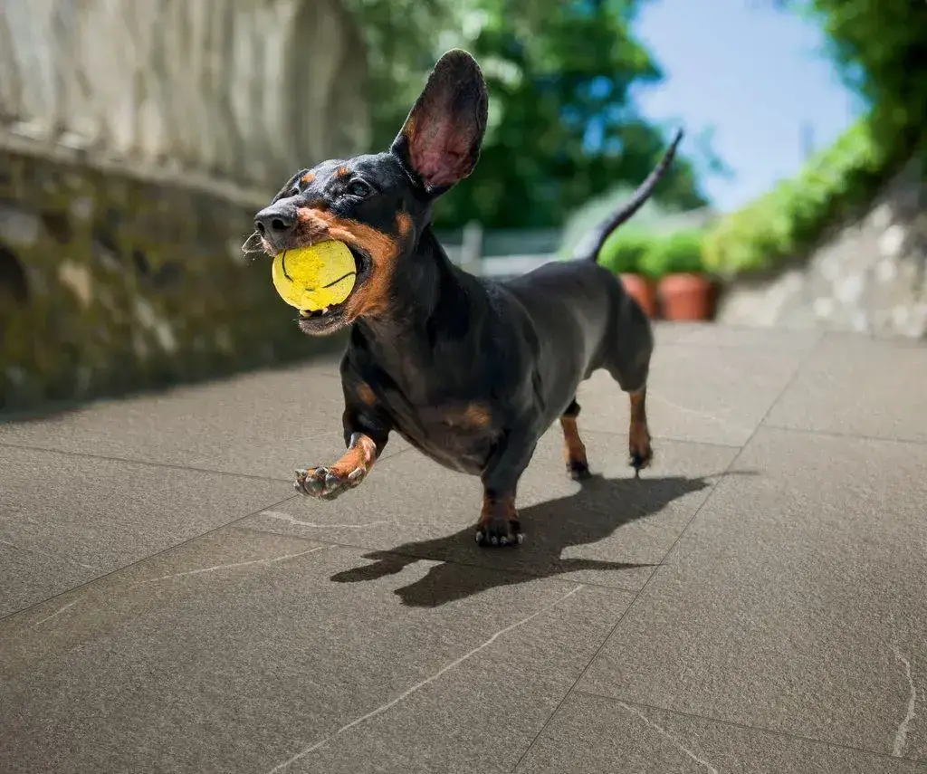 Интерьер Imola Trail