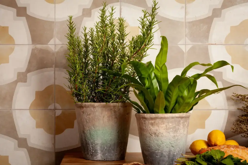 Интерьер Peronda Fs Farfalla - 4